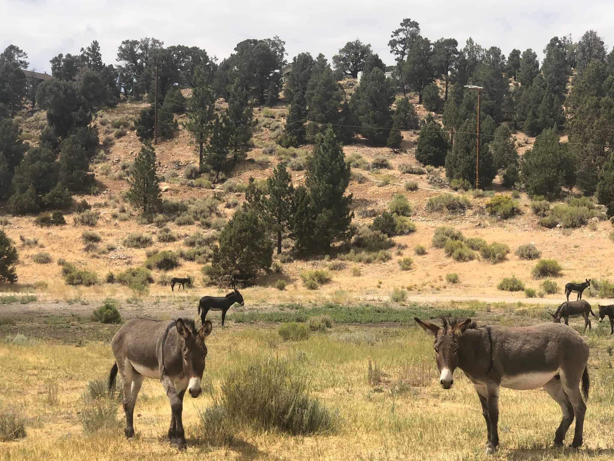 Big Bear Burros