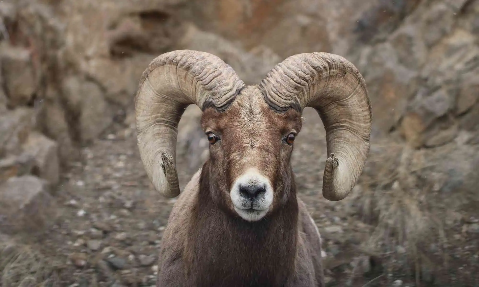 Big-horned-sheep